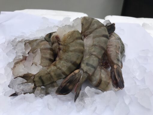 Wild White Shrimp - Image 3